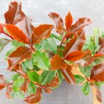  Červienka Fraserova (Photinia × fraseri) ‘MAGICAL VOLCANO’® - výška 20-30, kont. C2L